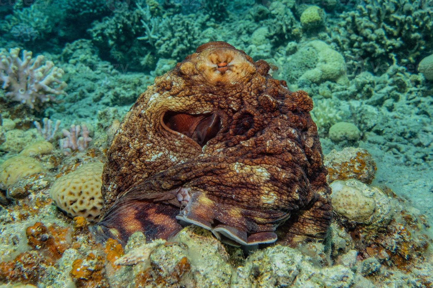 octopus koning van camouflage in de rode zee, eilat israël foto