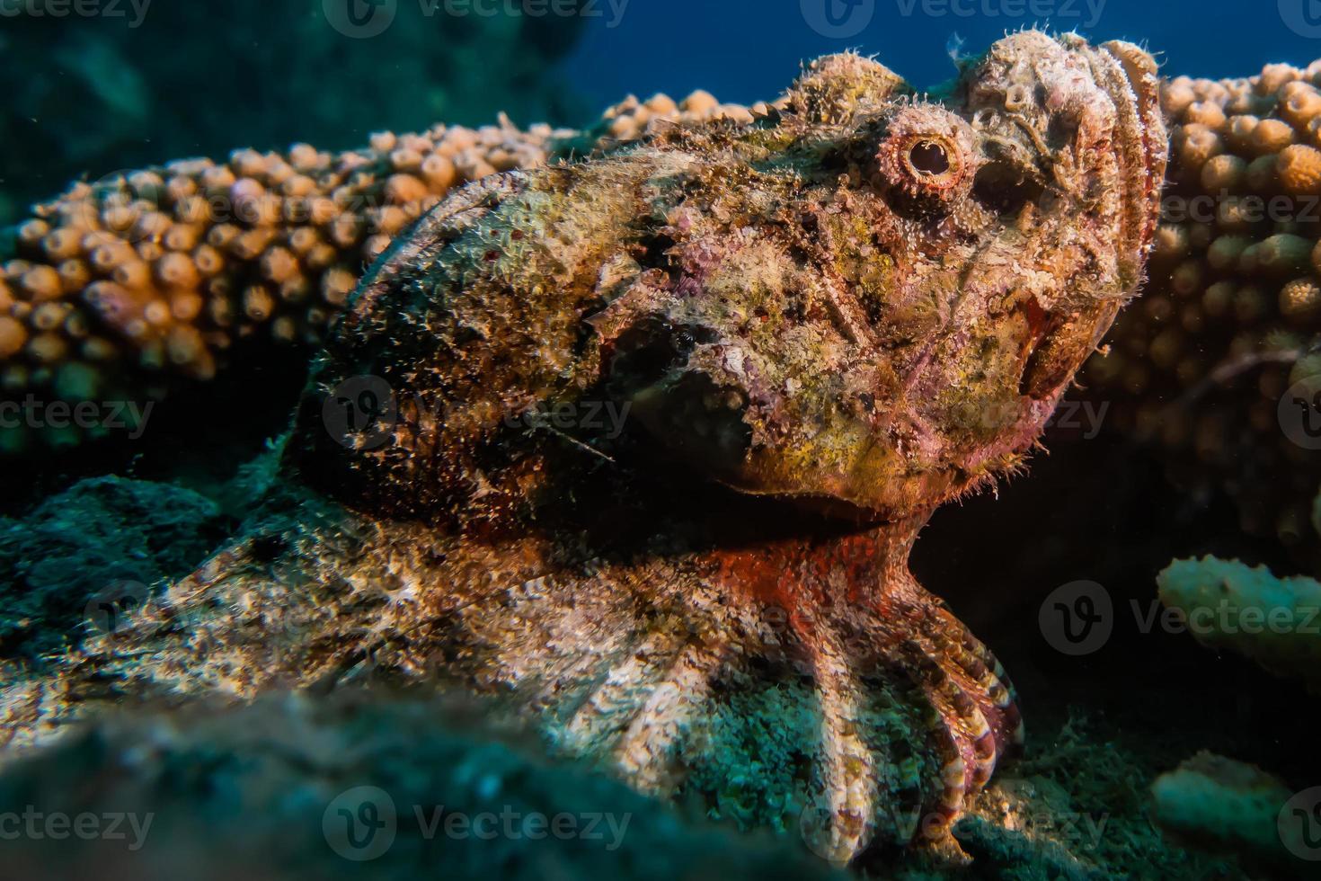 octopus koning van camouflage in de rode zee, eilat israël foto