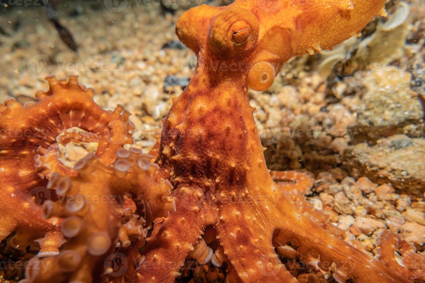 octopus koning van camouflage in de rode zee, eilat israël foto