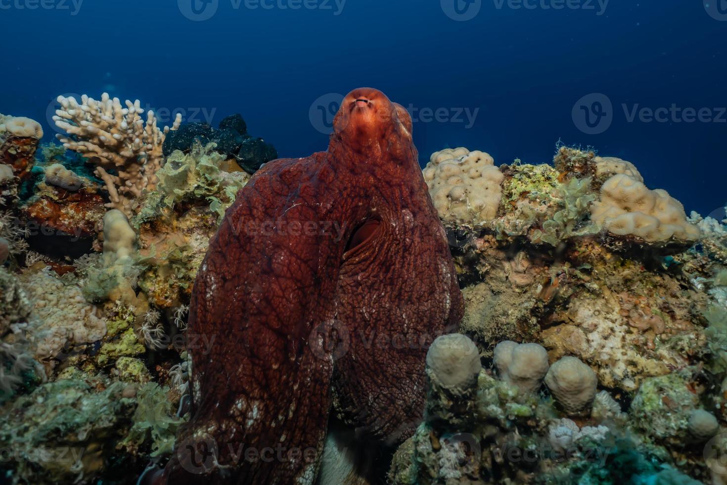 octopus koning van camouflage in de rode zee, eilat israël foto