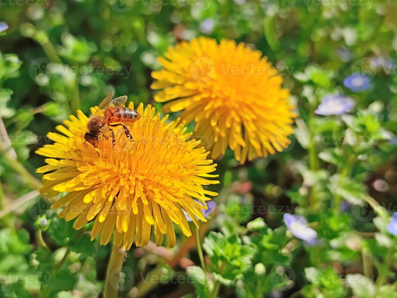 kleine werkbij op een gele bloem foto