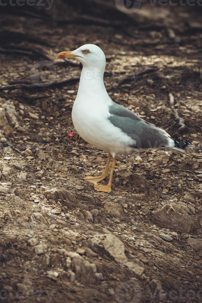 meeuw op het eiland porquerolles foto