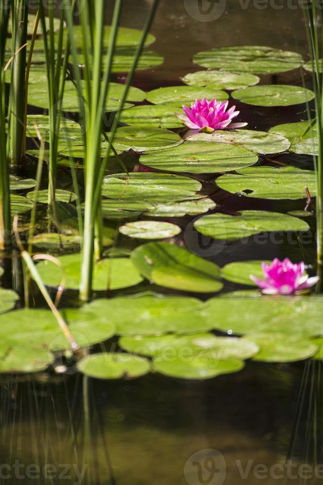 lotus in het meer foto