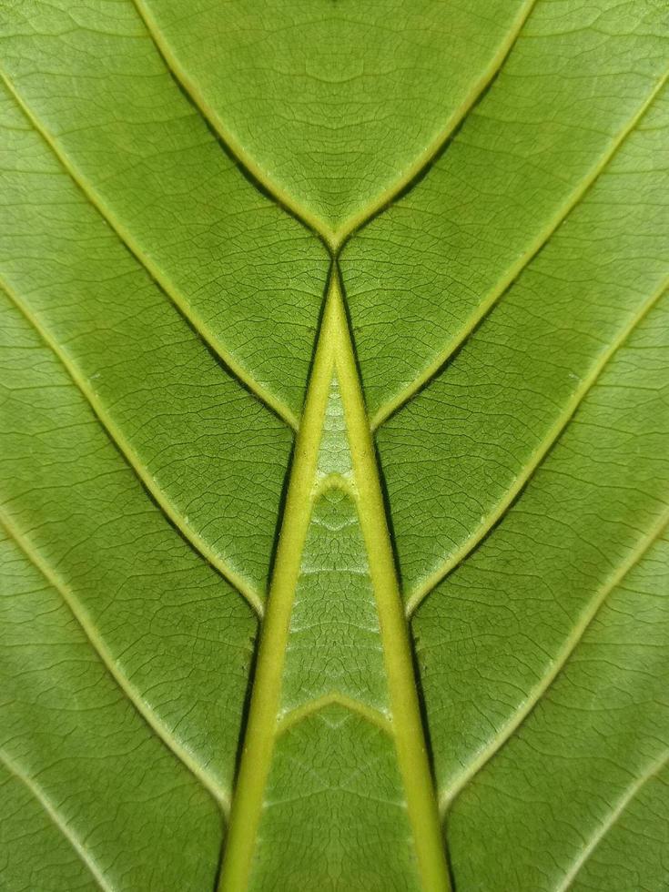 close-up van groene bladachtergrond foto