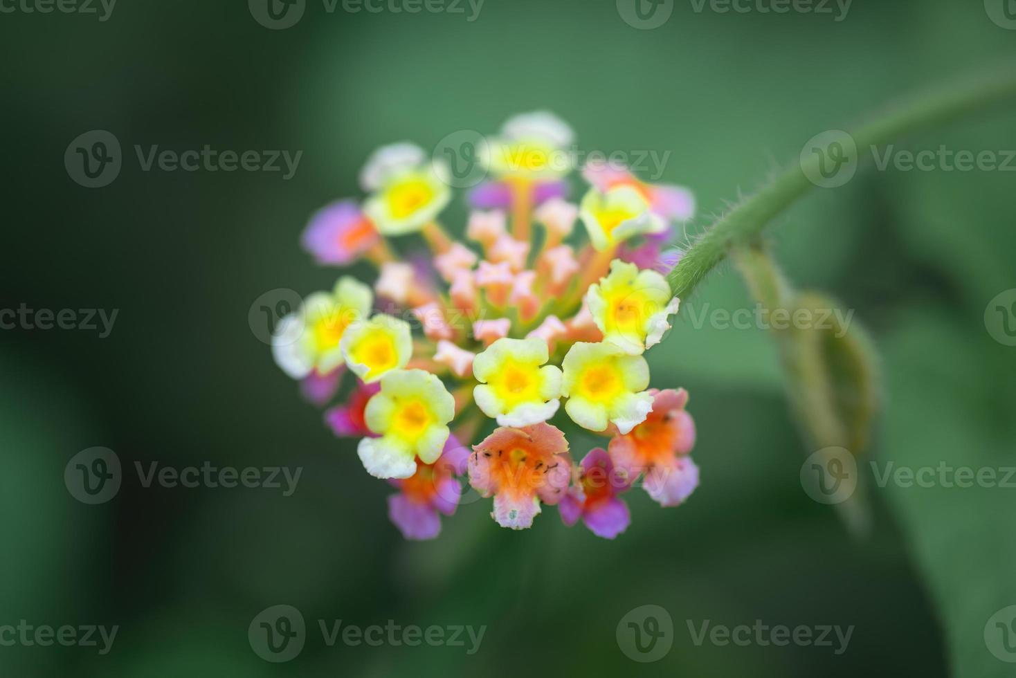 lantana camara bloem gevangen in het wild foto