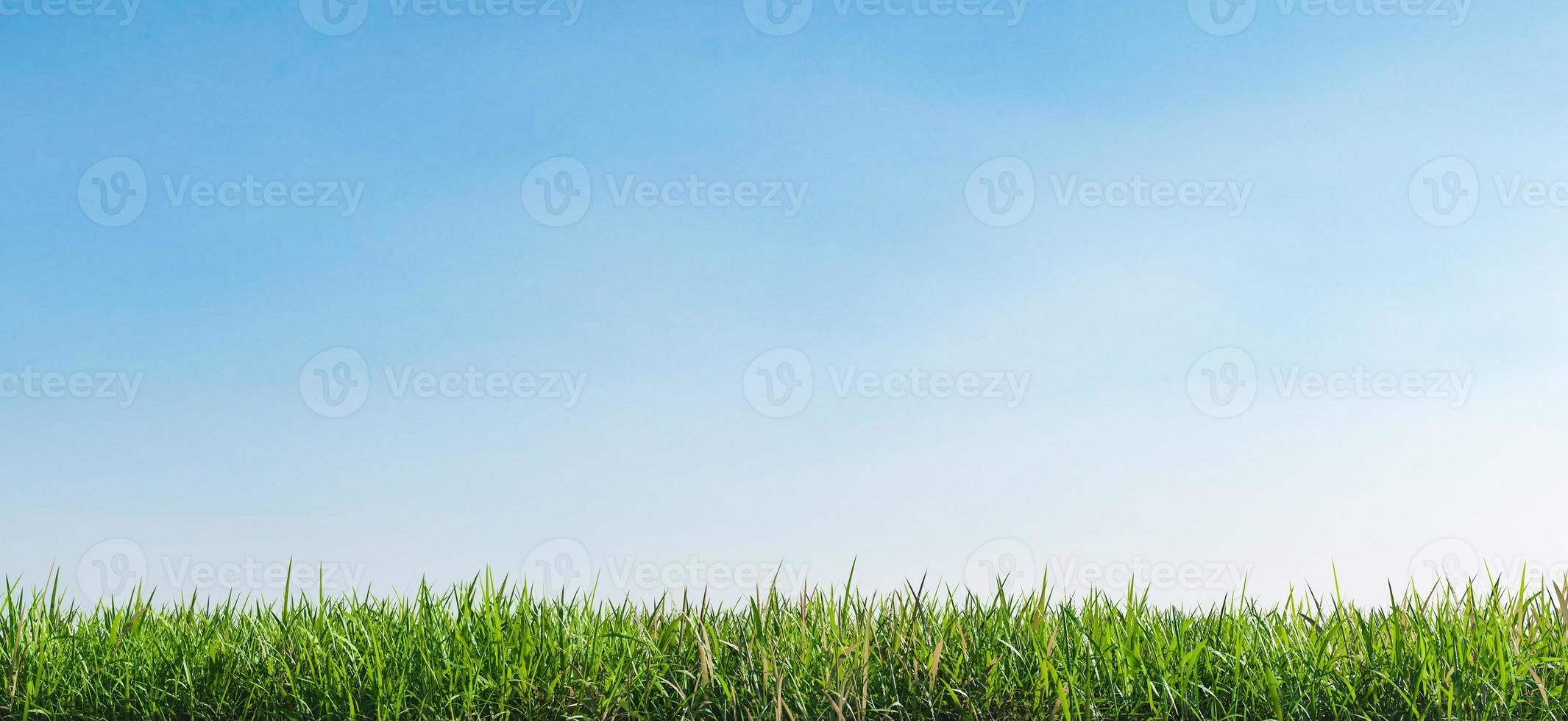 groen gras en blauwe lucht foto