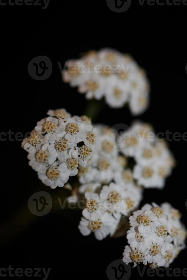 witte bloem bloesem close-up achtergrond achillea millefolium print foto