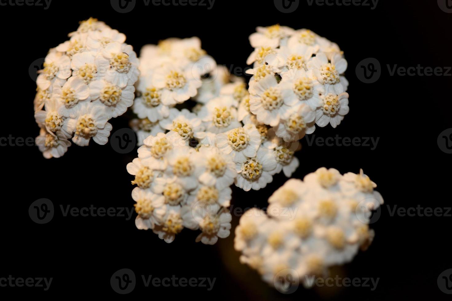 witte bloem bloesem close-up achtergrond achillea millefolium print foto