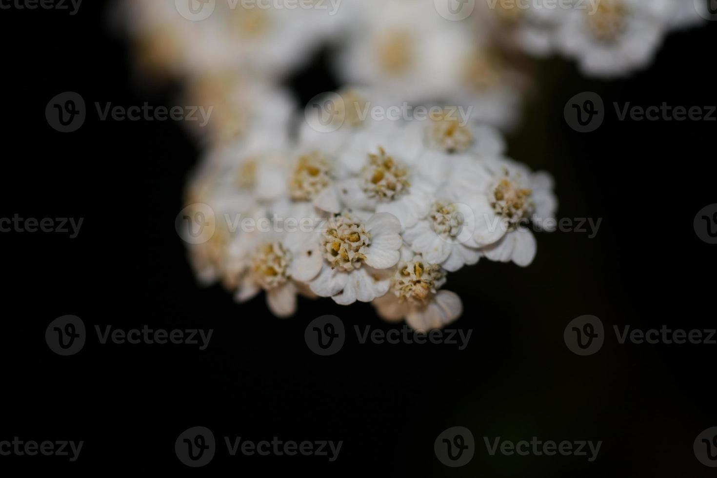 witte bloem bloesem close-up achtergrond achillea millefolium print foto