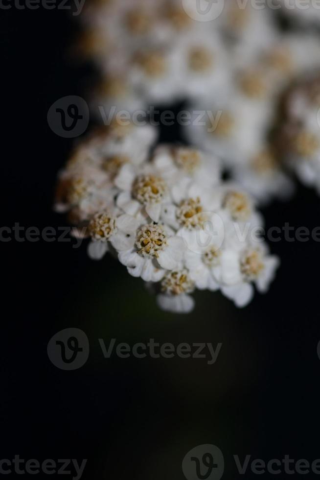 witte bloem bloesem close-up achtergrond achillea millefolium print foto