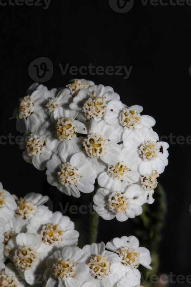 witte bloem bloesem close-up achtergrond achillea millefolium print foto