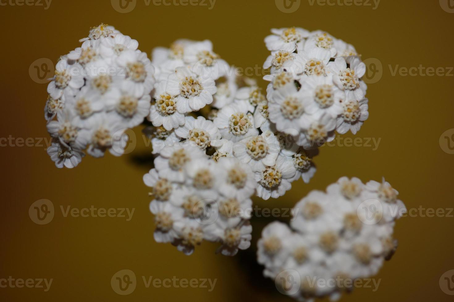 witte bloem bloesem close-up achtergrond achillea millefolium print foto