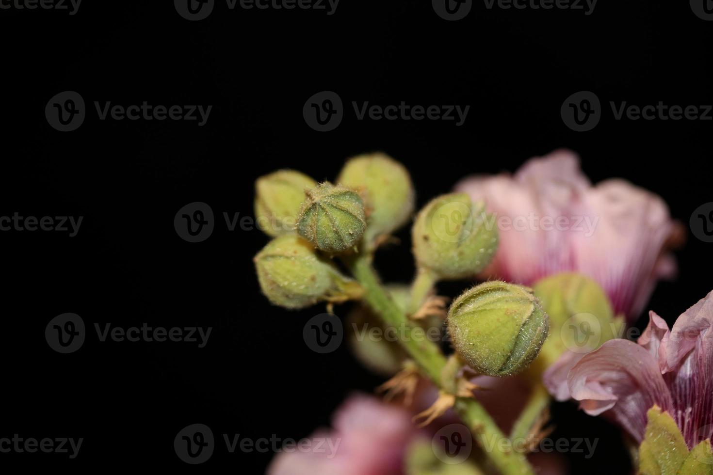 paarse bloem bloesem close-up achtergrond alcea rosea familie malvaceae foto