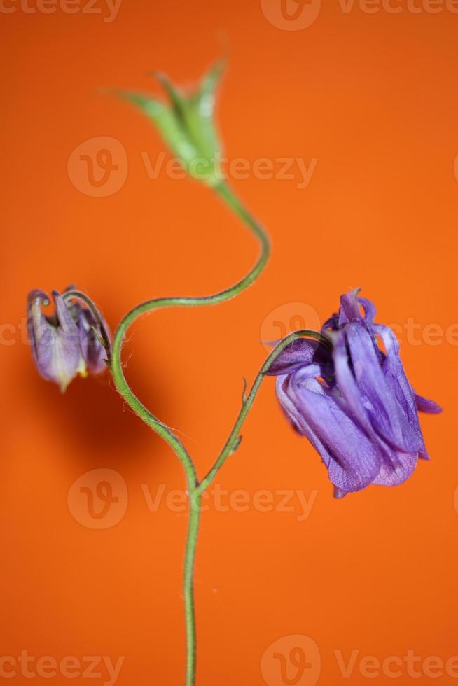 bloem bloeiende achtergrond aquilegia vulgaris familie ranunculaceae foto