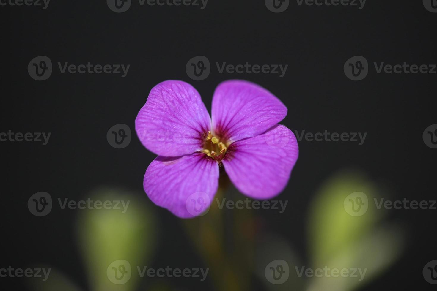 paarse bloesem aubrieta deltoidea familie brasicaceae paars bloeiend foto