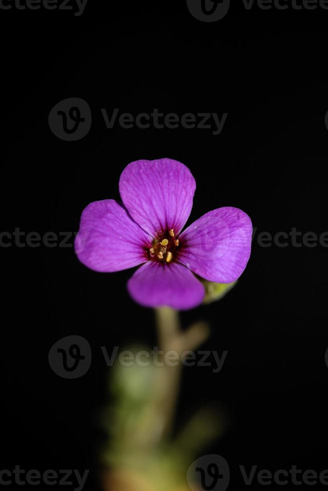 paarse bloesem aubrieta deltoidea familie brasicaceae paars bloeiend foto