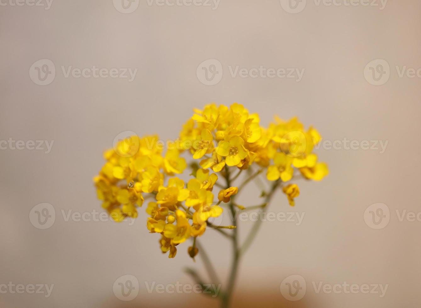 bloem bloesem achtergrond aurinia saxatilis familie Brassicaceae close foto