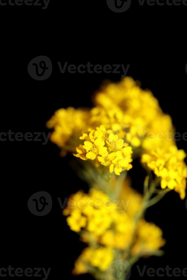 bloem bloesem macro aurinia saxatilis familie Brassicaceae achtergrond foto