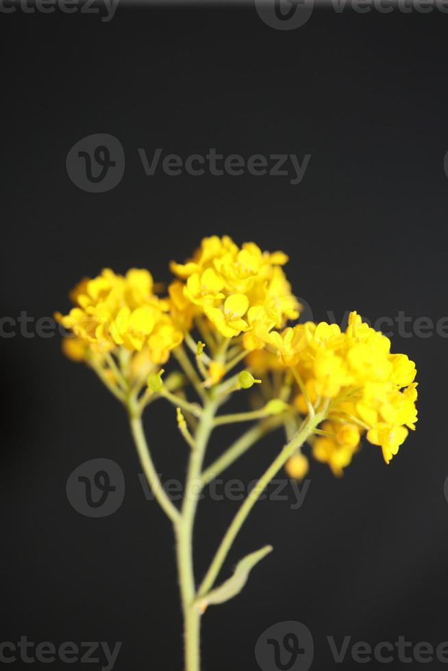 bloem bloesem achtergrond aurinia saxatilis familie Brassicaceae closeu foto