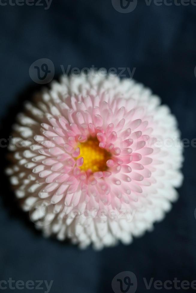 bloem bloesem close-up bellis perennis l. familie composities modern foto