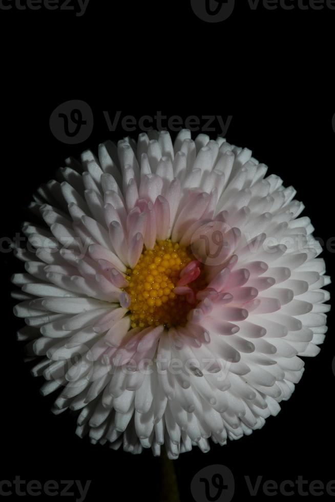 bloem bloesem bellis perennis l. familie compositae moderne achtergrond foto