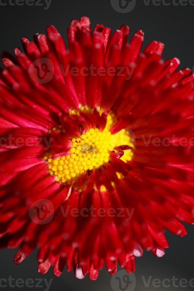 bloem bloesem close-up bellis perennis l. familie composities modern foto