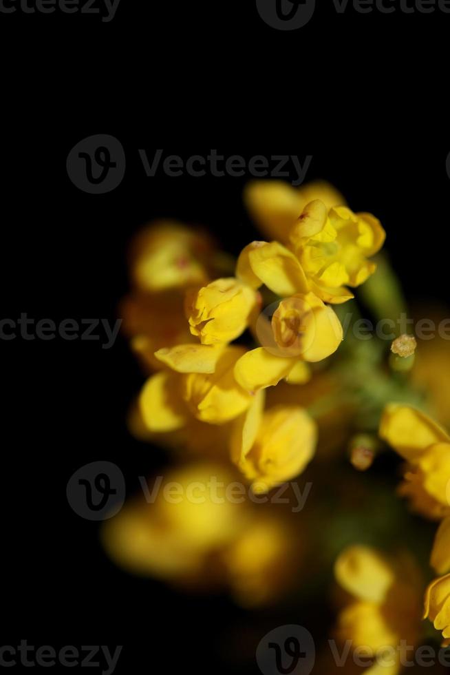 bloem bloesem berberis aquifolium familie berberidaceae close-up afdrukken foto