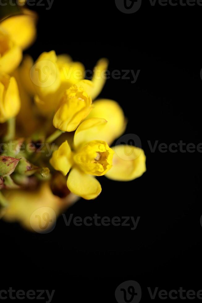 bloem bloesem geel berberis aquifolium familie berberidaceae closeup foto