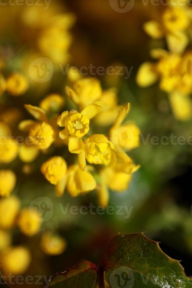 bloem bloesem berberis aquifolium familie berberidaceae close-up afdrukken foto