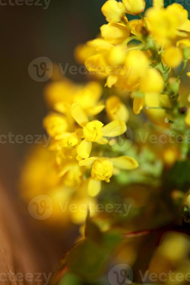 bloem bloesem berberis aquifolium familie berberidaceae close-up afdrukken foto