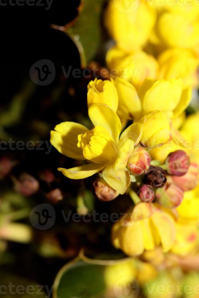 bloem bloesem geel berberis aquifolium familie berberidaceae closeup foto