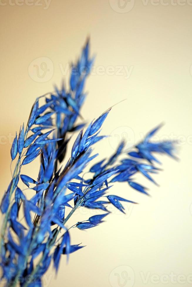 decoratie tarwe blauw gekleurd botanische scheut triticum aestivum foto