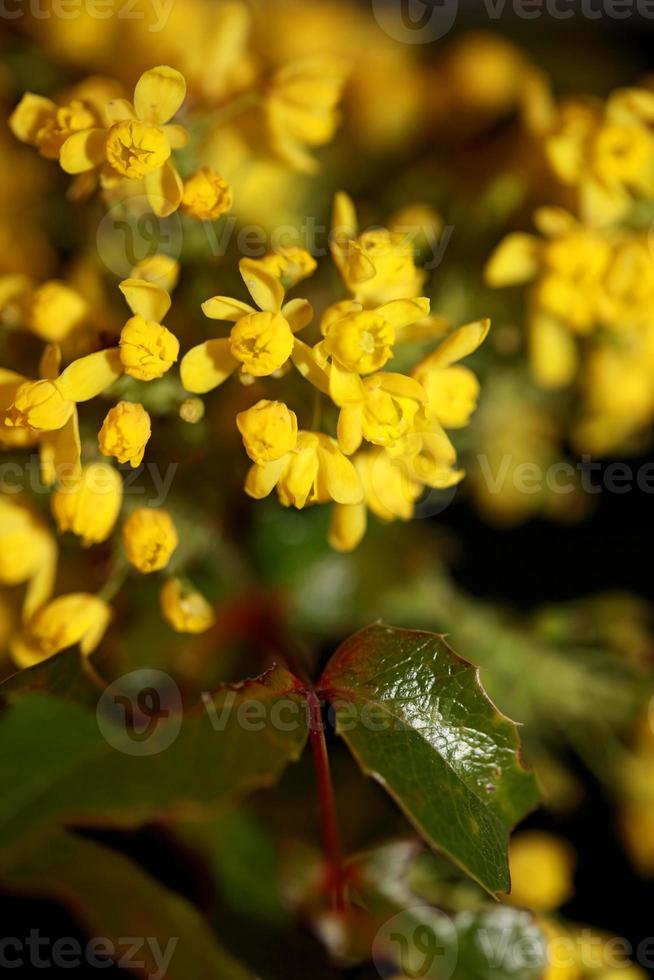 bloem bloesem berberis aquifolium familie berberidaceae close-up afdrukken foto