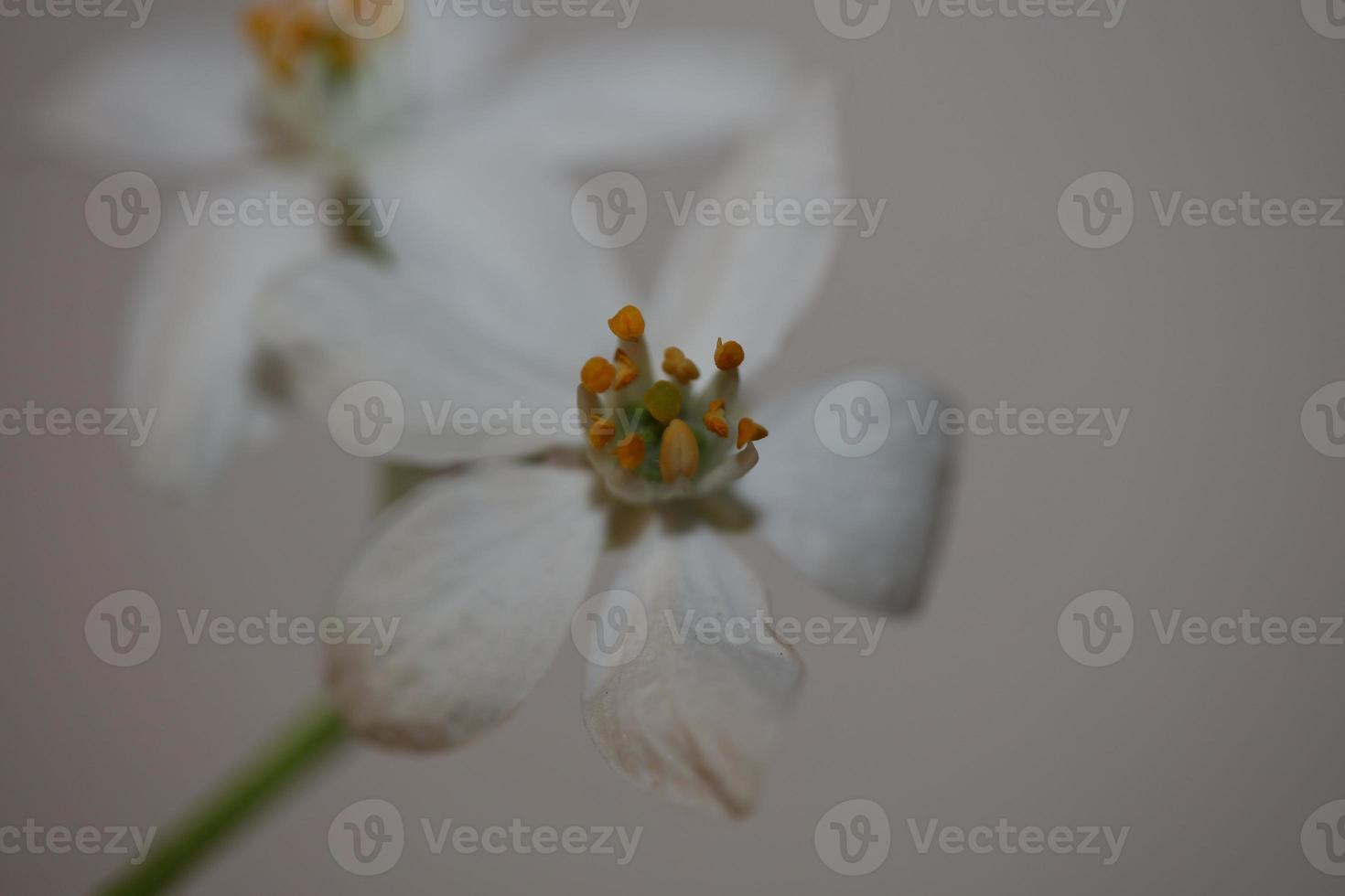 bloem bloesem close-up choisya ternata familie rutaceae hoge kwaliteit foto