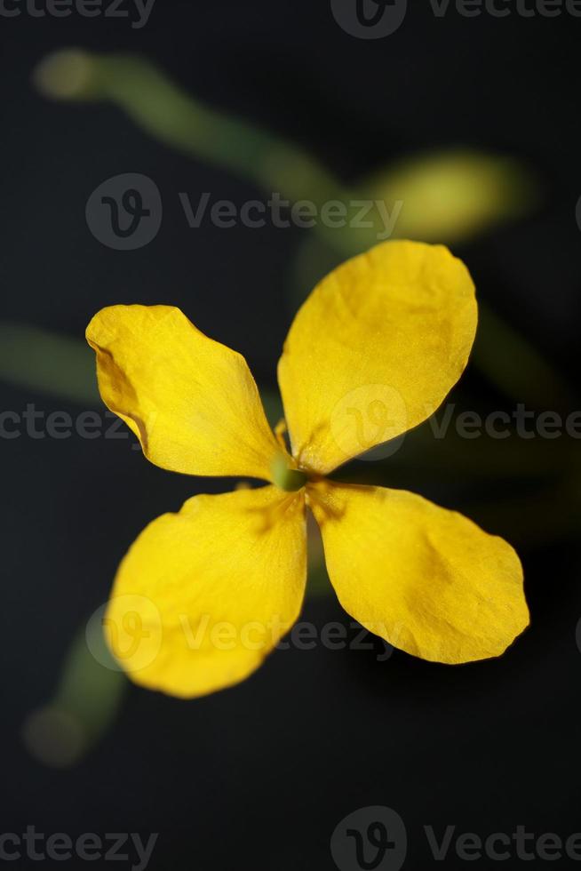 bloem bloesem close chelidonium majus familie papaveraceae foto