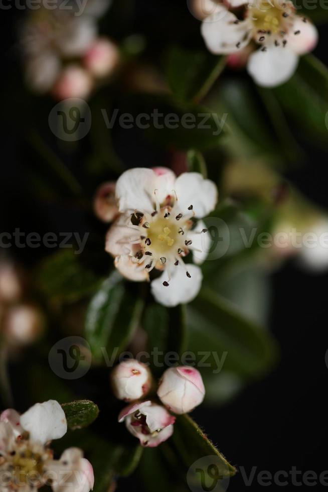 bloem bloesem detailopname cotoneaster dammeri familie rosaceae botanicaly foto