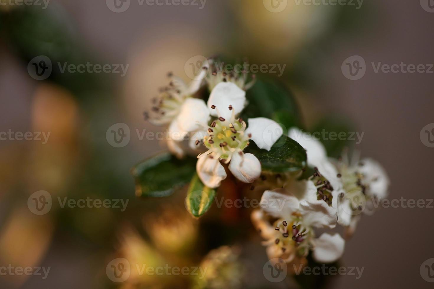 bloem bloesem detailopname cotoneaster dammeri familie rosaceae botanicaly foto