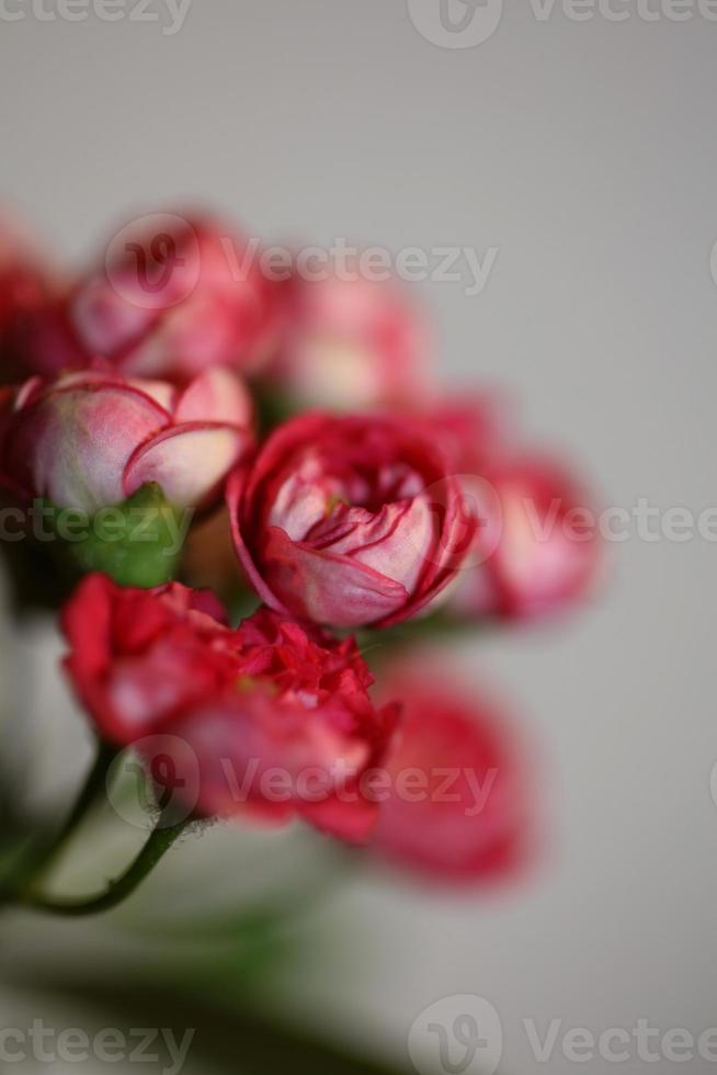 bloem bloesem close-up crataegus laevigata familie rosaceae botanicaly foto