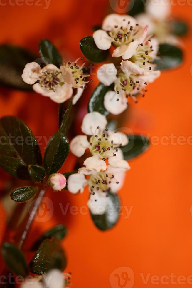 bloem bloesem detailopname cotoneaster dammeri familie rosaceae botanicaly foto
