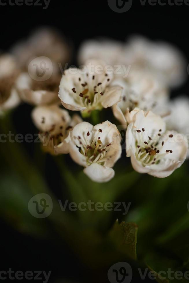 bloem bloesem close-up in crataegus monogyna familie rosaceae macro foto