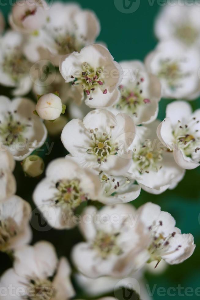 bloem bloesem close-up crataegus monogyna familie rosaceae botanicaly foto