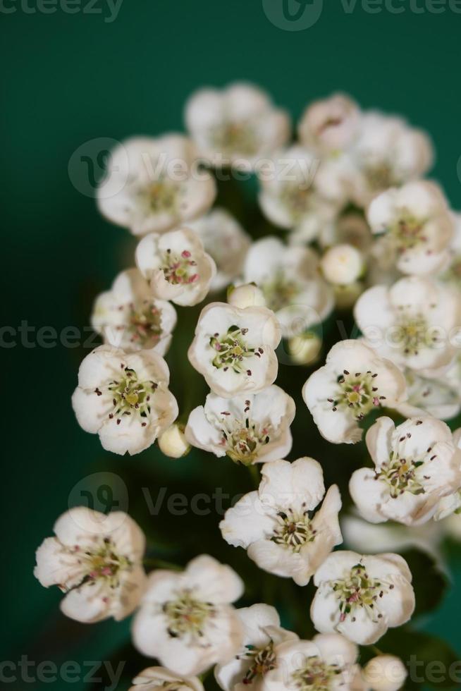 bloem bloesem close-up crataegus monogyna familie rosaceae botanicaly foto