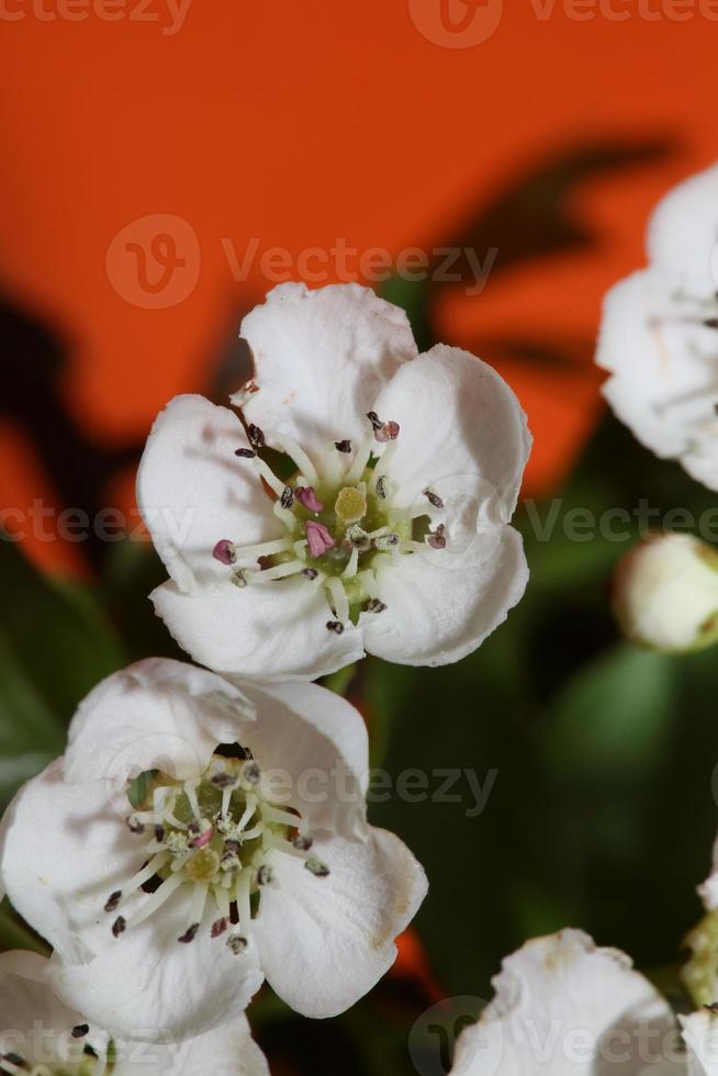 bloem bloesem close-up crataegus monogyna familie rosaceae botanicaly foto