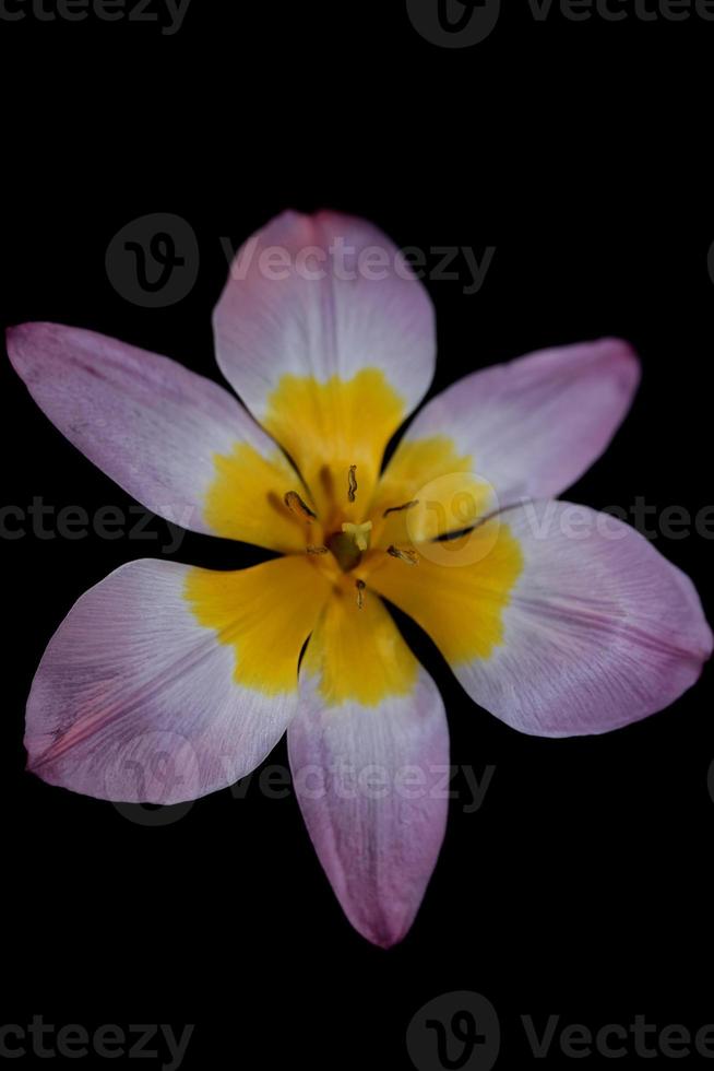 bloem bloesem close up krokus vernus familie iridaceae botanisch foto