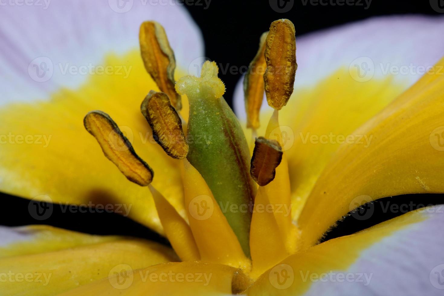 bloem bloesem close up krokus vernus familie iridaceae botanisch foto