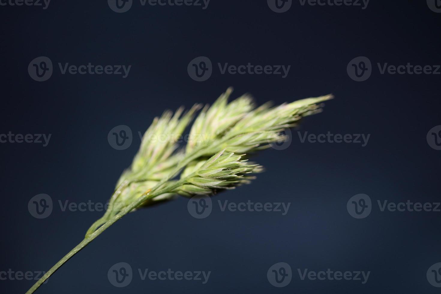 bloem close-up achtergrond moderne dactylis glomerata familie poaceae foto