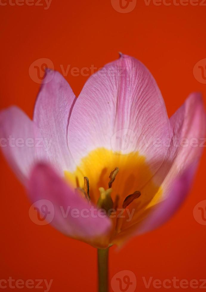 bloem bloesem close-up krokus vernus familie iridaceae botanische print foto