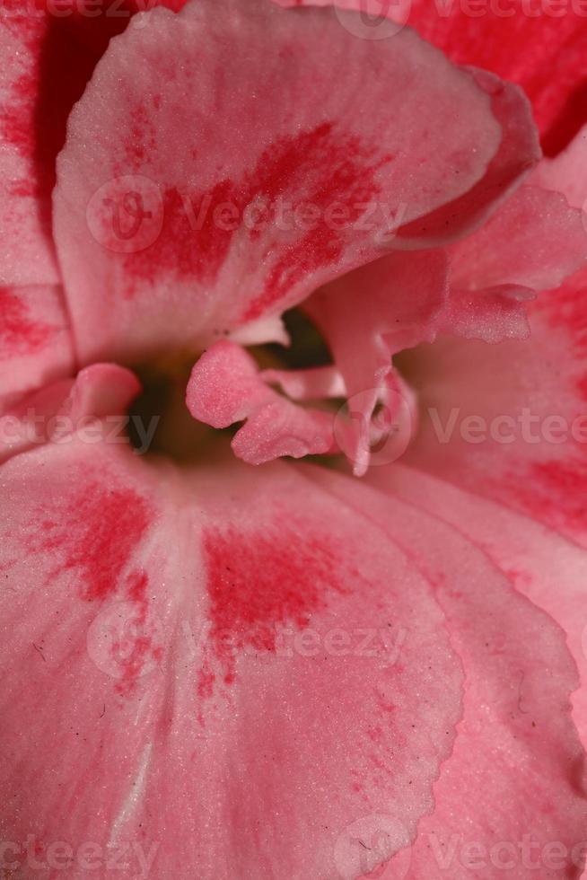 bloem bloesem macro dianthus caryophyllus familie Caryophyllaceae foto