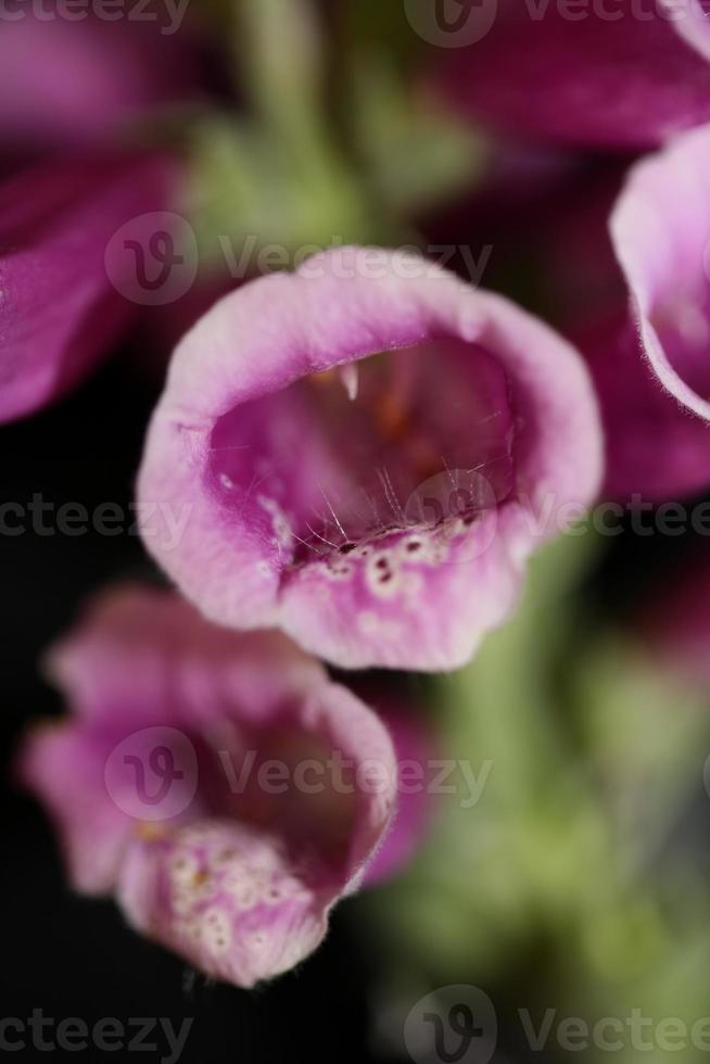 bloem bloesem close-up digitalis purpurea familie plantaginaceae foto