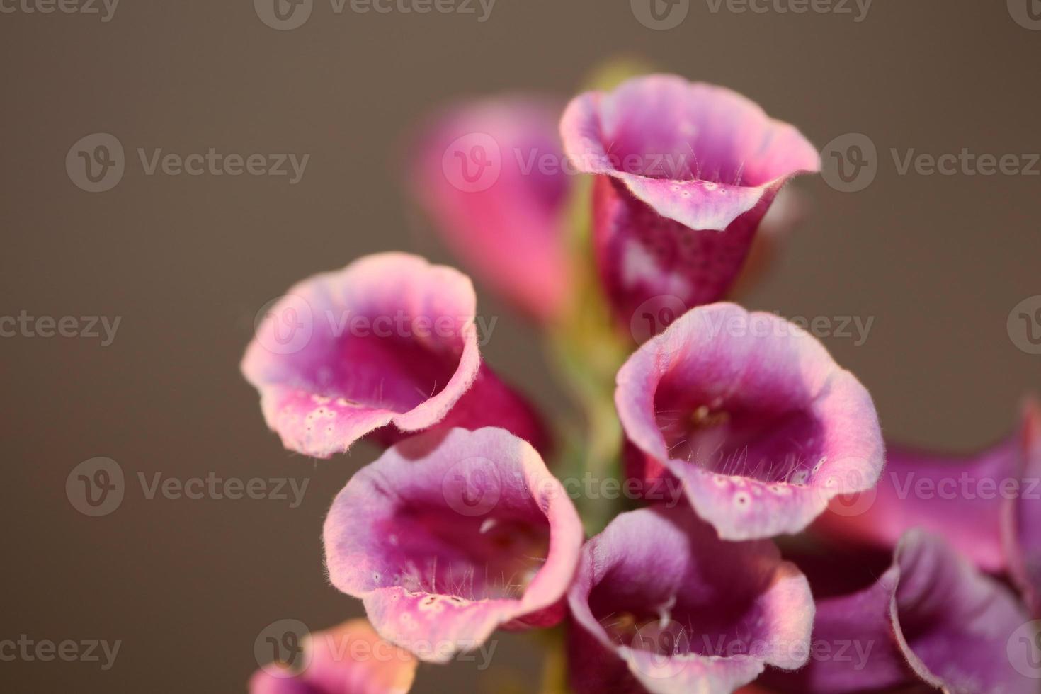 bloem bloesem close-up digitalis purpurea familie plantaginaceae foto